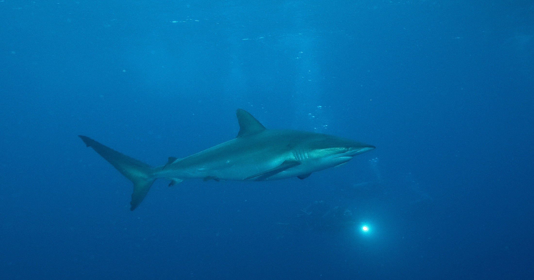 077 silky shark,Galapagos.jpg